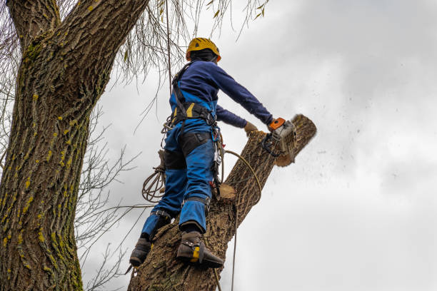 Reliable Marlborough, MA  Tree Services Solutions